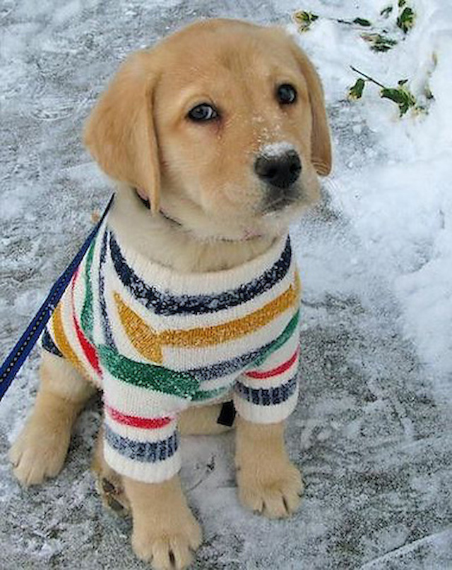 dog sweaters for labs